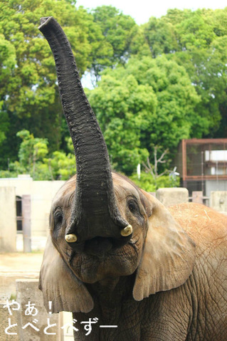 とべ動物園アフリカゾウの媛ちゃん