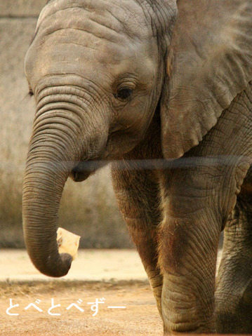 とべ動物園アフリカゾウ：砥愛（とあ、メス、１歳）