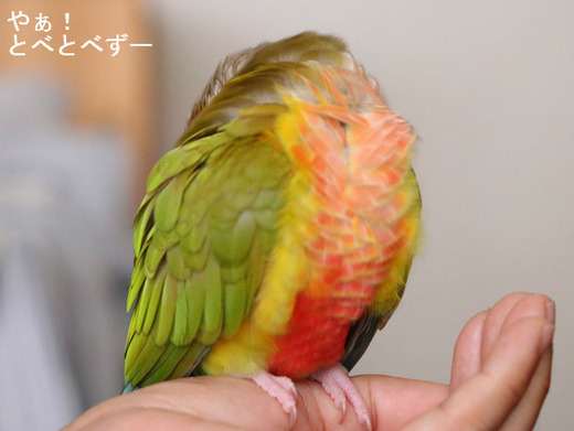 ウロコインコのブログ：換羽（かんう、とや）