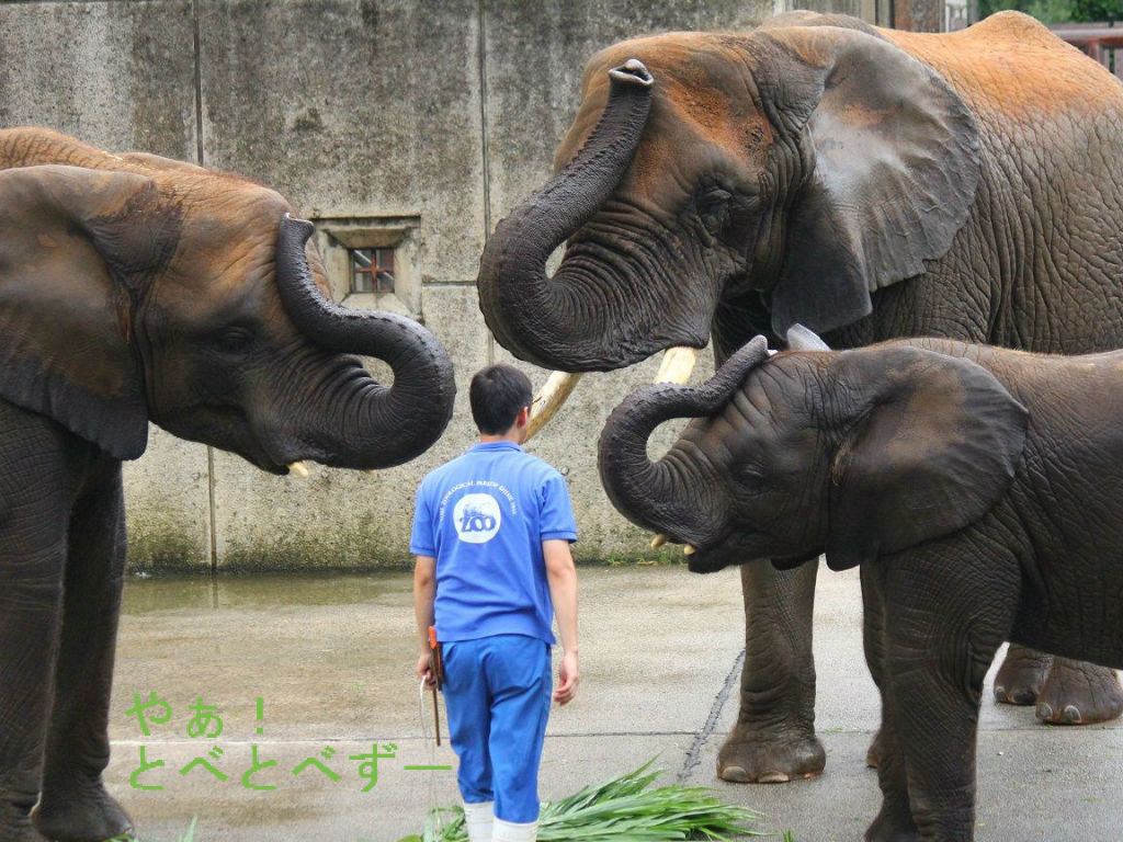 やぁ!とべとべずー与茂駄(よもだ)くあとろ ~とべ動物園で暮らすアフリカゾウのブログ~ ケニッシュ