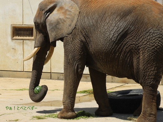 とべ動物園アフリカゾウ：リカ母さん（メス、推定３６歳）