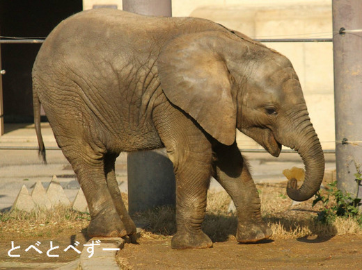 冬のアフリカゾウ舎の様子：氷を食べる子象