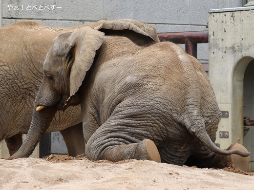 とべ動物園アフリカゾウ：アフ、リカ、媛、砥夢、砥愛