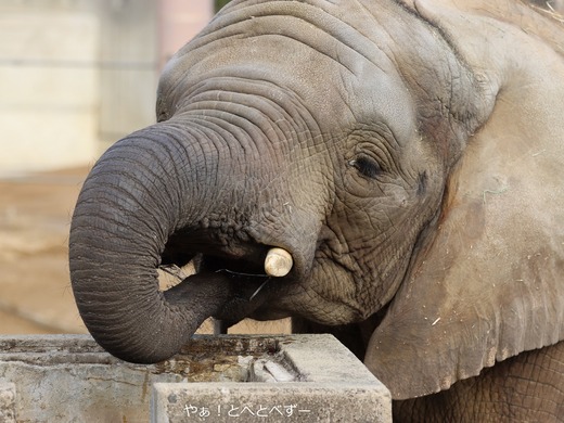 アフリカゾウ、アジアゾウ大好きブログ：やぁ！とべとべずー
