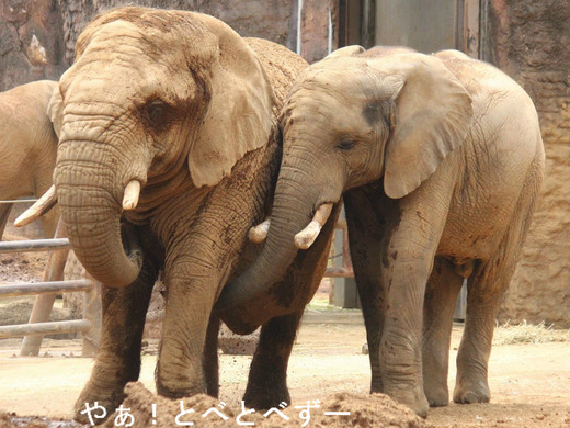 多摩動物公園アフリカゾウの砥夢:やぁ!とべとべずー