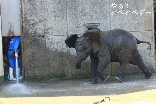 とべ動物園アフリカゾウのブログ：やぁ