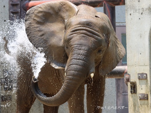 とべ動物園アフリカゾウの夏の風物詩：豪快水浴び