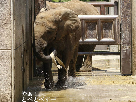 水とホースで遊ぶアフリカゾウの媛ちゃん
