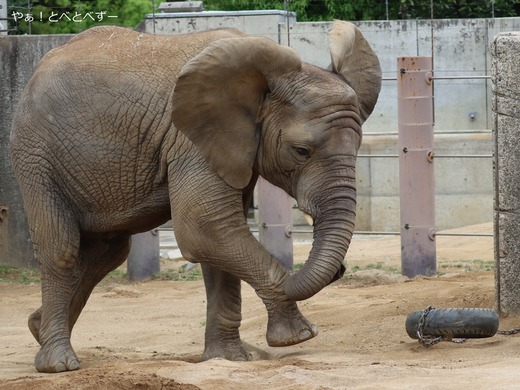 日本で唯一アフリカゾウの家族が暮らす愛媛とべ動物園