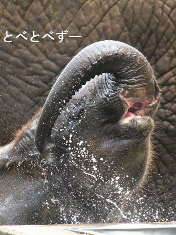 愛媛県とべ動物園のアフリカゾウの親子