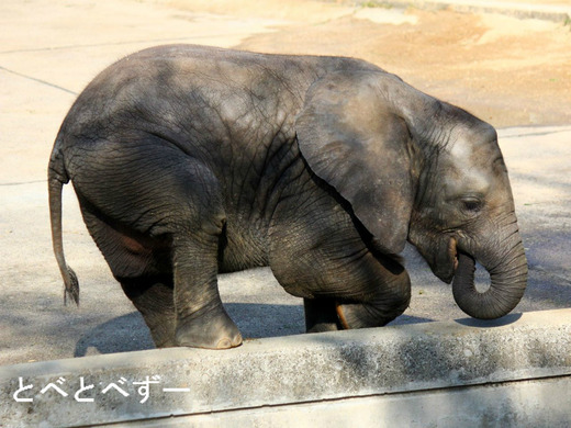 アフリカゾウの仔象が暮らす愛媛県とべ動物園