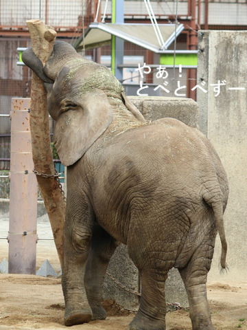 アフリカゾウ、アジアゾウ大好きブログ：やぁ！とべとべずー