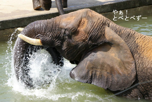 とべ動物園アフリカゾウ