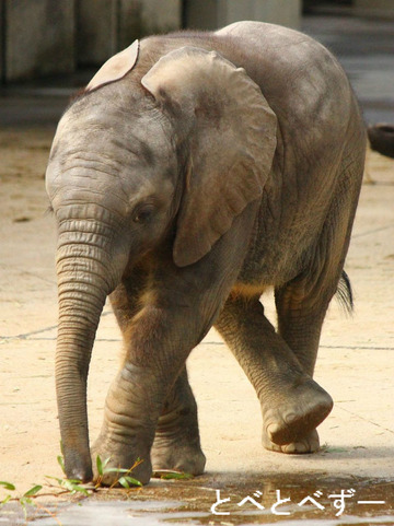 昨年生まれた象の赤ちゃん：砥愛（とあ）、愛媛県立とべ動物園