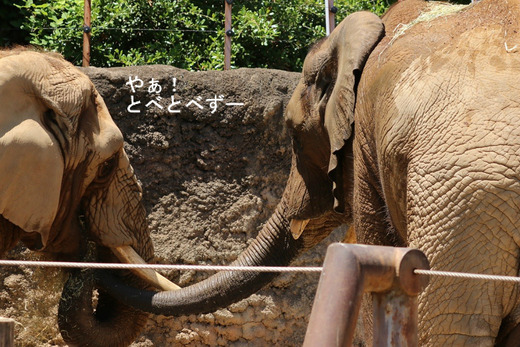 砥夢くんとチーキさん:多摩動物公園