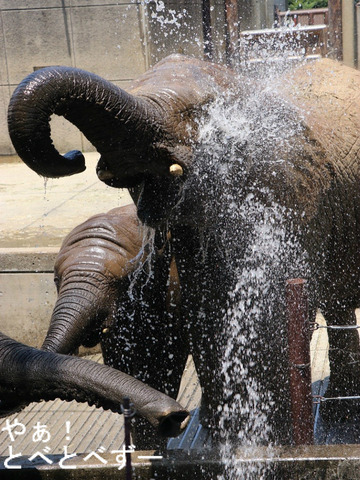 とべ動物園アフリカゾウ：媛ちゃん（メス、１１歳）