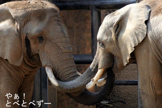 多摩動物公園アフリカゾウ：砥夢くんとチーキさんの触れ合い