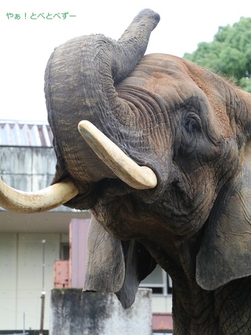 とべ動物園アフリカゾウ:リカ母さん(メス、推定38歳)