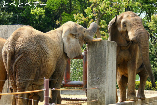 とべ動物園の仲良し夫婦：アフとリカ