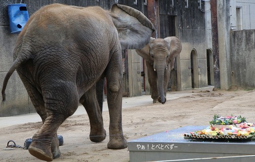とべ動物園アフリカゾウのブログ：やぁ！とべとべずー