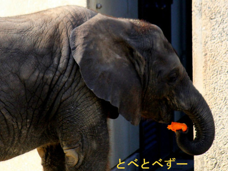 みかん大好き、アフリカゾウの仔象・砥愛(とあ)ちゃん
