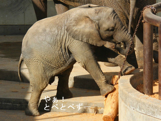 とべ家のお転婆娘、砥愛ちゃん(2歳)
