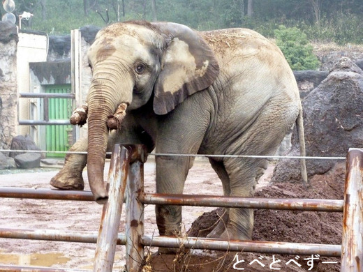 とべ動物園アフリカゾウのファミリー：砥夢（とむ）くん