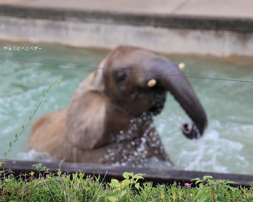 アフリカゾウ大好きブログ：やぁ！とべとべずー