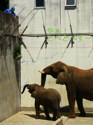 とべ動物園アフリカゾウのレジェンド飼育員・椎名修さん