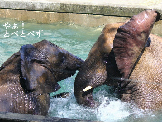 とべ動物園アフリカゾウの