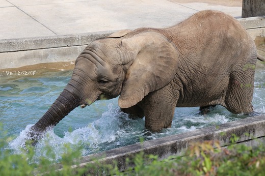 とべ動物園アフリカゾウ：アフ、リカ、媛、砥夢、砥愛