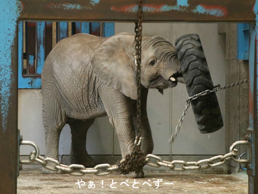 とべ動物園アフリカゾウ:砥愛ちゃん(メス、5歳)