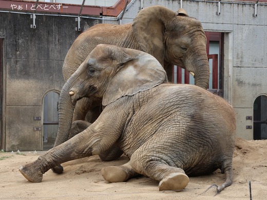 アフリカゾウ姉妹の砂場遊び