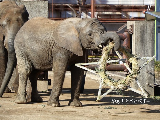 とべ動物園アフリカゾウ：砥愛ちゃん（メス、８歳）