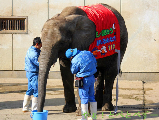 「110番の日」のイベント：愛媛県警（とべ動物園にて）