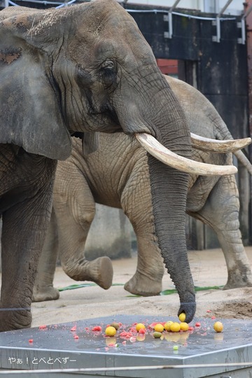 とべ動物園アフリカゾウ：リカ母さん（推定３９歳）