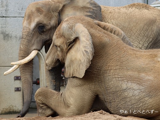 日本で初めて人工哺育で育った媛ちゃん:愛媛とべ動物園