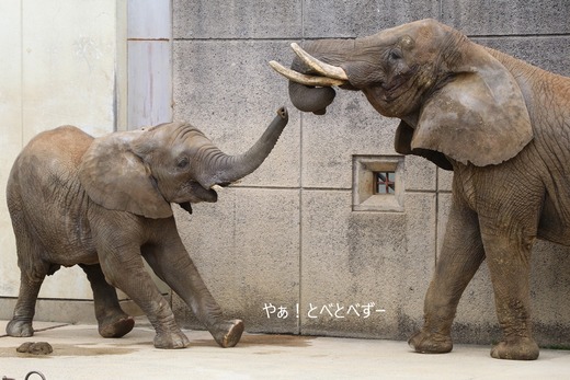 とべ動物園ブログ：砥愛、ララ、イオ、フー、ウララ、ルビー