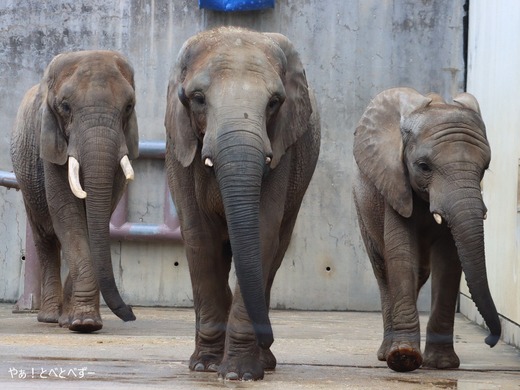 とべ動物園アフリカゾウの親子：リカ母さん、媛ちゃん、砥愛ちゃん