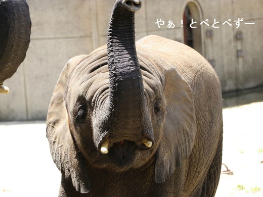 日本で唯一アフリカゾウの子象が見られるとべ動物園:砥愛ちゃん