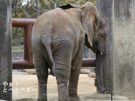 とべ動物園アフリカゾウのブログ：やぁ！とべとべずー