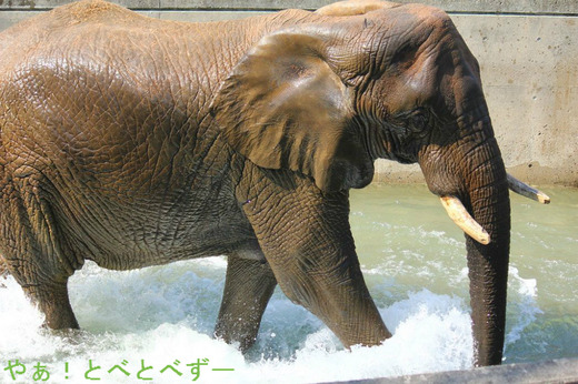 とべ動物園アフリカゾウのブログ：やぁ！とべとべずー