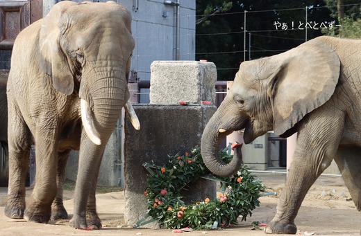 とべ動物園ブログ：やぁ！とべとべずー