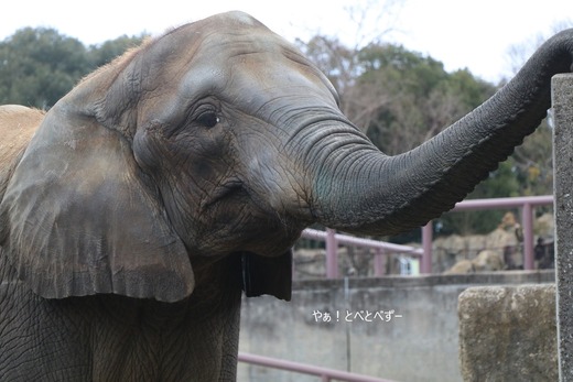 とべ動物園アフリカゾウ：媛ちゃん（メス、14歳）