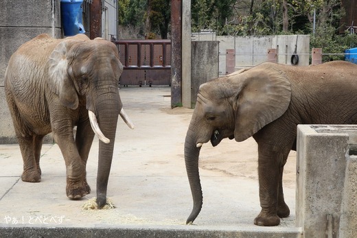 日本で唯一アフリカゾウの親子が暮らす愛媛県立とべ動物園