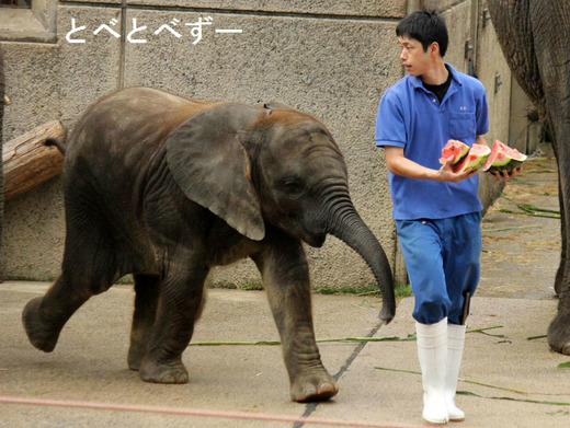 とべ動物園アフリカゾウと、しろくまピースのブログ：