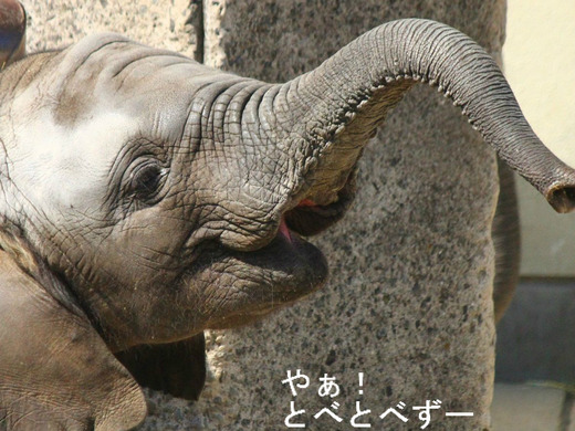もう直ぐ２歳！とべ動物園のアフリカゾウの子象の砥愛