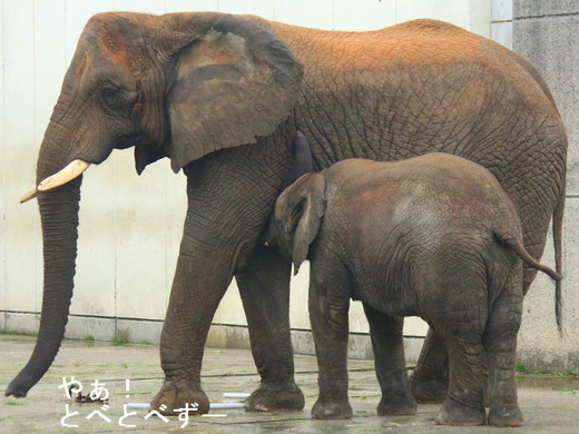 授乳中のアフリカゾウの砥愛ちゃん（３歳）