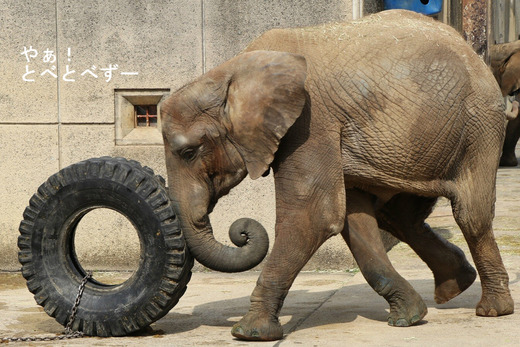 とべ動物園ブログ：やぁ！とべとべずー