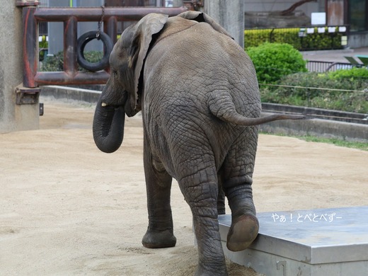 アフリカゾウ大好きブログ:やぁ!とべとべずー